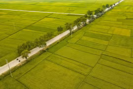 Национальное шоссе № 279 проходит через рисовое поле Мыонгтхань. (Фото: ВИА)