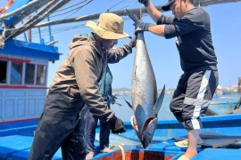 Рыбаки провинции Куангнгай наслаждаются “морской удачей” после Лунного Нового года 2024. (Фото: ВИА) 