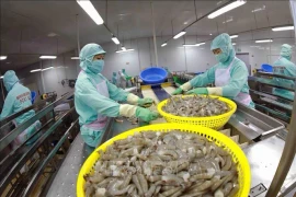 Обработка креветок для экспорта на предприятии Minh Phu Seafood Corp (Фото: ВИA)