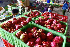 EVFTA помогает увеличить экспорт сельскохозяйственной продукции Вьетнама в ЕС (Фото: tuoitre.vn)