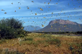 Рой пустынной саранчи в деревне Лерата в округе Самбуру в Кении. (Фото: AFP / ВИА)