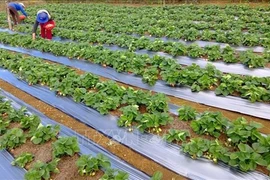 Клубничное поле - достопримечательность Конплонга в провинции Центрального нагорья Контум (Фото: ВИА)