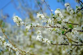 Сливы полностью распустились и стали белоснежными. (Фото: ВИА)