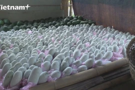 Зеленые кабачки помогает крестьянам в Бабе преодолеть бедность