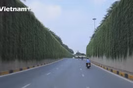 Самые красивые зеленые улицы Ханоя осеню