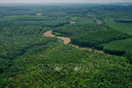 Лесной массив в районе Жолинь (Куангчи). (Фото: ВИА)