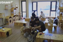 Французская пресса с восторгом рассказывает про особое кошачье кафе в Ханое