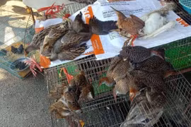 Дикие птицы продаются на рынке Тханьхоа в провинции Лонган. (Фото: HV / Vietnam +)