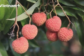 «Зеленая линия» для сельскохозяйственной продукции: Мотивация для продвижения потребления личи
