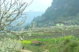 Сезон цветения сливы на высокогорье Бакха. (Фото: ВИА)