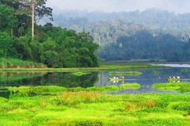 Лес Намкаттиен. (Фото: quehuongonline.vn)