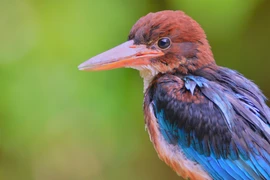 Белогорлый зимородок (Halcyon smyrnensis) в национальном парке Конкакинь (одна из двух основных зон мирового биосферного заповедника плато Конханынг). (Фото: ВИА)