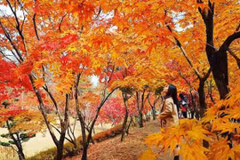 Сезон красных листьев в РК. (Фото: Tiеn Phong Travel)