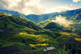 Поэтические пейзажи величественных лесов. (Фото: ИЖВ)