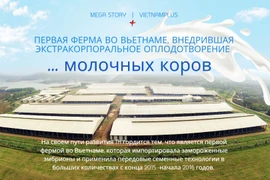 Первая ферма во Вьетнаме, внедрившая экстракорпоральное оплодотворение молочных коров