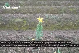 Ханой: цветоводы в деревне Тэйтыу пострадали из-за COVID-19