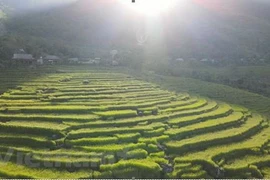 Террасные поля. (Источник: Vietnam +)