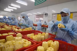 Переработка консервированных ананасовых продуктов на экспорт на фабрике акционерного общества «An Giang Agriculture and Food Import - Export» (провинция Анжанг). (Фото: ВИА)