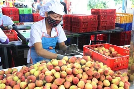 Завод по предварительной переработке личи на экспорт Ameii Vietnam в общине Тханьха, уезд Тханьха, провинция Хайзыонг. (Фото: ВИА)