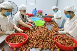 Отбор личи вручную в акционерном обществе Global Food Import-Export, уезд Лукнган (пров. Бакжанг) для экспорта в Австралию. (Фото: ВИА)