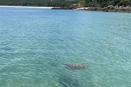 Особая черепаха весит около 20 кг, всплывает на поверхность 3 раза. (Фото: ВИА)