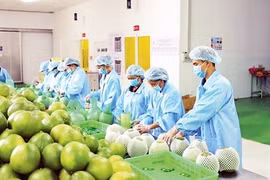 Рабочие упаковывают фрукты для экспорта (Фото: nhandan.vn) 