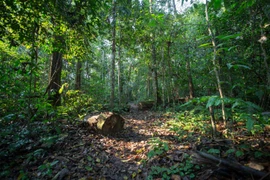 Фото для иллюстрации. (kinhtenongthon.vn)