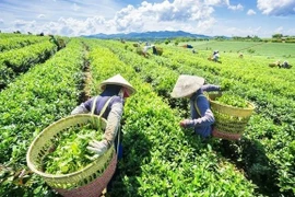 Иллюстративное изображение (Фото: vov.vn) 