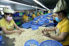 Классификация орехов кешью в компании Nguyen Thong company, город Туйхоа, Фу Йен. (Фото: ВИА)