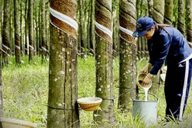 Повышение конкурентоспособности вьетнамского каучука на международном рынке. (Фото: ВИА)