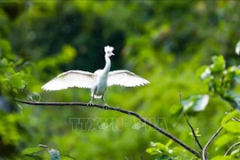 Птица, замеченная в природном заповеднике водно-болотных угодий Ванлонг в уезде Жавьен, провинция Ниньбинь (Фото: ВИA)