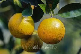 Фото: ВИА 