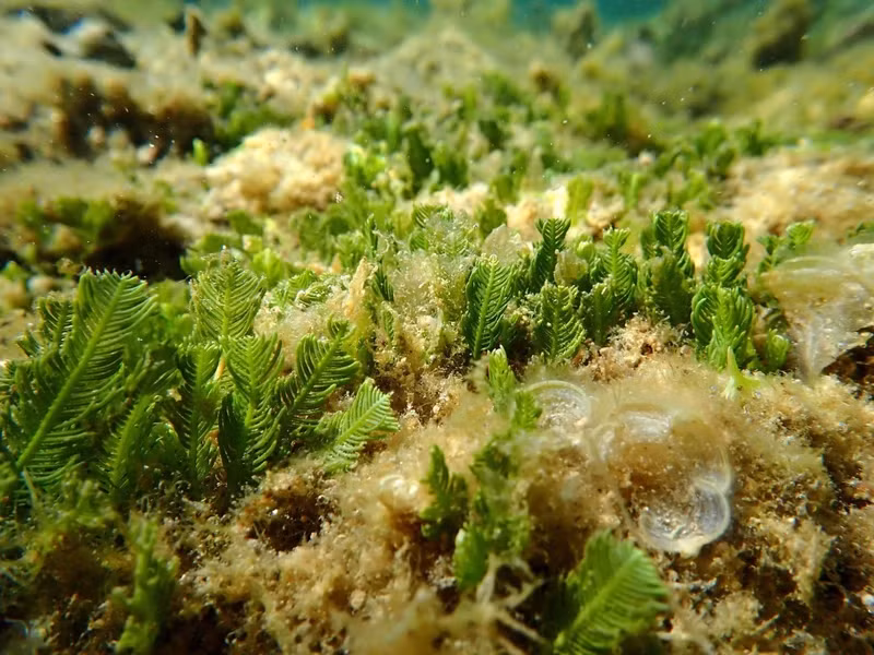 Экосистема морских водорослей и морских трав в морском заповеднике при национальном парке Нуйча (уезд Ниньхай, провинция Ниньтхуан). (Фото: ВИА)