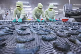 Заморозка продукции из чёрной тигровой креветки для экспорта на заводе корпорации морепродуктов «Минь Фу», провинция Камау. (Фото: ВИА)