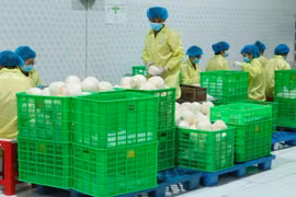 Упаковка кокосов на экспорт на предприятии в провинции Виньлонг. (Фото: nhandan.vn)