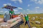 Фермеры в уезде Тхоайшон, провинция Аньжанг, собирают урожай риса зимне-весеннего сезона 2025 года. (Фото: ВИA)