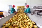 Рабочие на фабрике по переработке манго в провинции Тэйнинь. (Фото: ВИA)