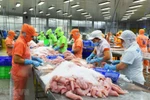 Уникальные ценности, благодаря которым пангасиус является ярким пятном в экспорте Вьетнама