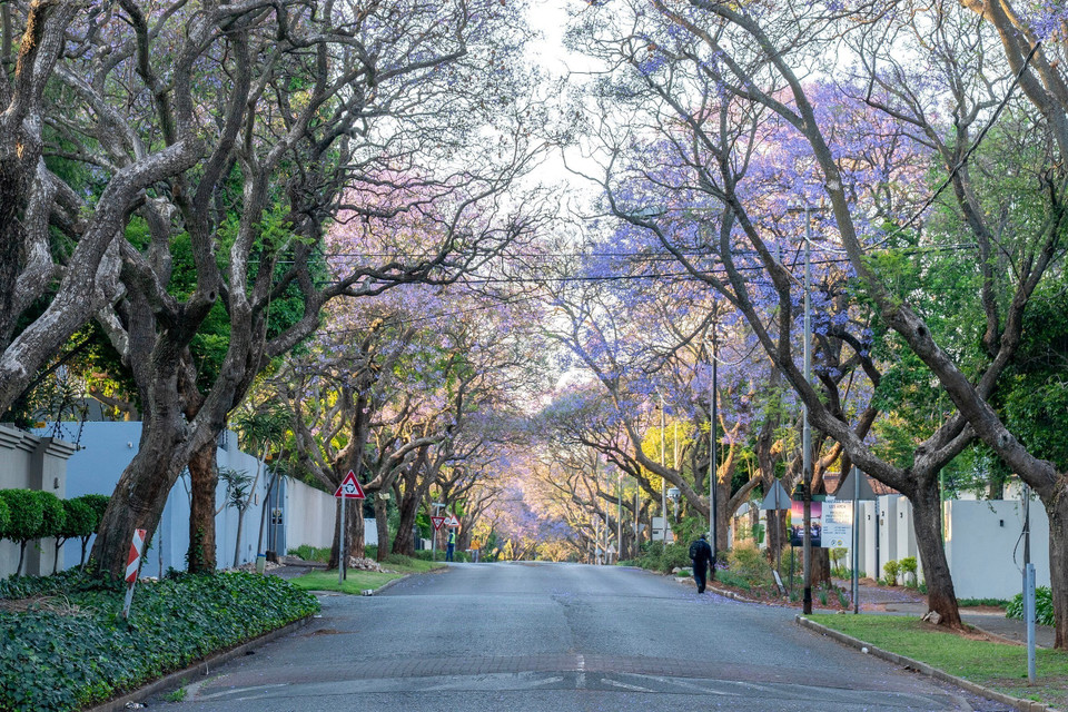 Жакаранды в Йоханнесбурге, Южная Африка. (Фото: Синьхуа/ВИА)