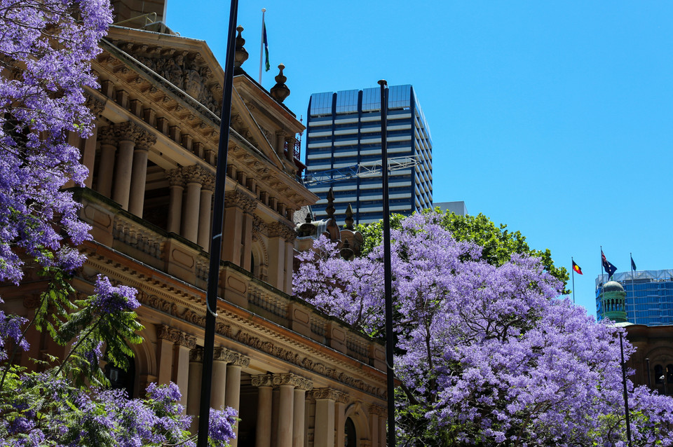 Цветение жакаранд в Сиднее, Австралия. (Фото: Синьхуа/ВИА)