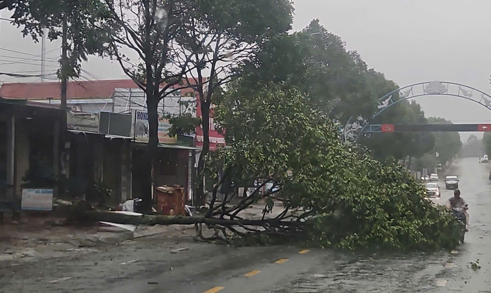 После полудня 6 ноября, под воздействием тайфуна №13, во многих районах провинции Даклак наблюдались сильный ветер, проливные дожди и высокие волны, повалившие деревья. (Фото: ВИА)