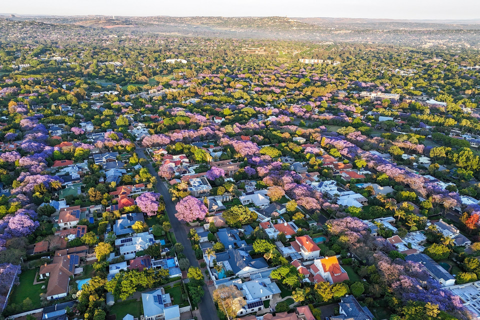 Жакаранды в Йоханнесбурге, Южная Африка. (Фото: Синьхуа/ВИА)