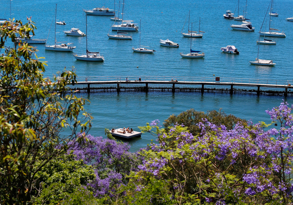 Цветение жакаранд в Сиднее, Австралия. (Фото: Синьхуа/ВИА)