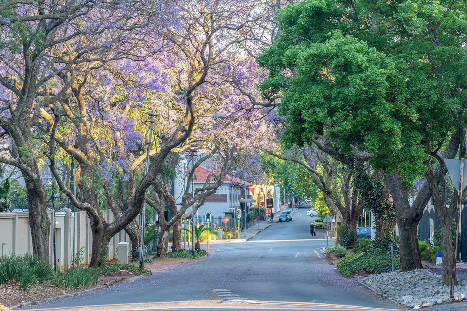 С сентября по ноябрь, во время весны в Южном полушарии, улицы Австралии и Южной Африки покрываются фиолетовым цветением жакаранд, или фиолетовых «пламенных деревьев». На фото: жакаранды в Йоханнесбурге, Южная Африка. (Фото: Синьхуа/ВИА)