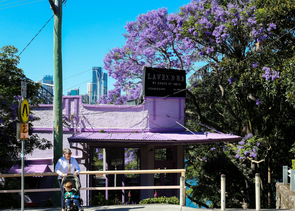 Цветение жакаранд в Сиднее, Австралия. (Фото: Синьхуа/ВИА)