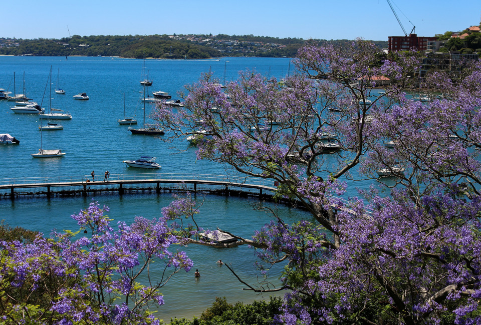 Цветение жакаранд в Сиднее, Австралия. (Фото: Синьхуа/ВИА)