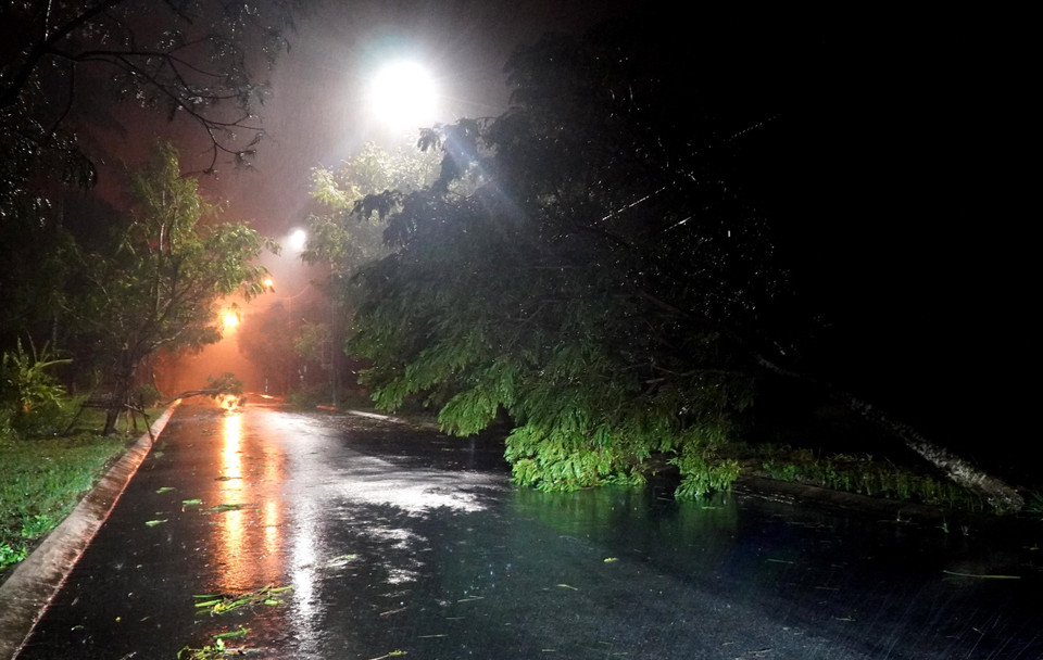 Сильный ветер повалил деревья в провинции Куангнгай. (Фото: ВИА)