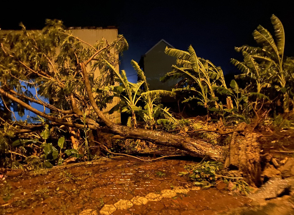 Сильный ветер повалил деревья в провинции Куангнгай. (Фото: ВИА)