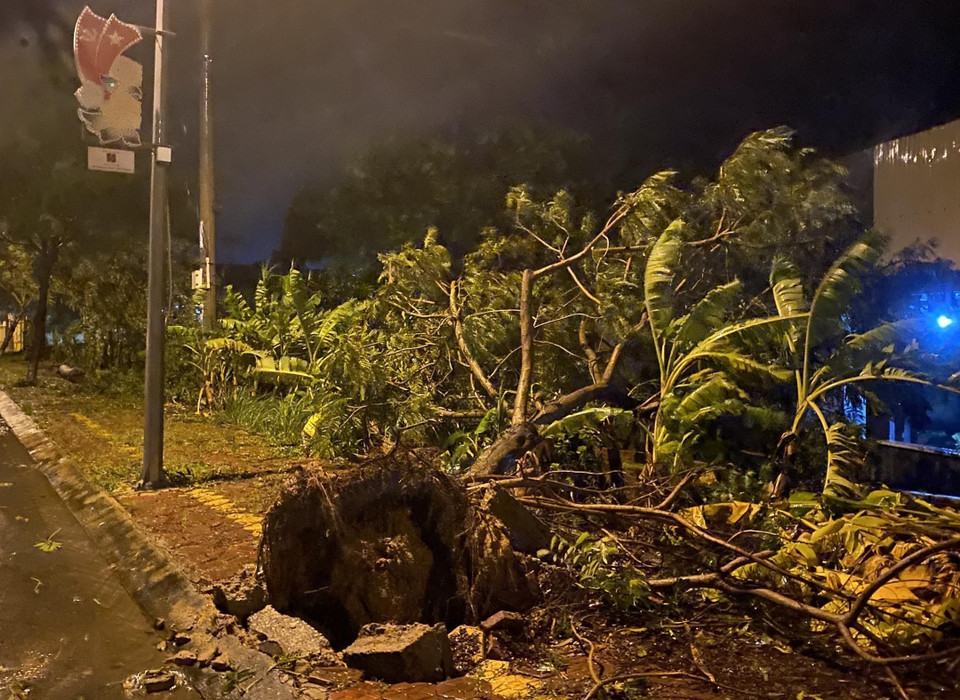 Сильный ветер повалил деревья в провинции Куангнгай. (Фото: ВИА)