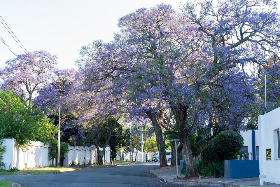 Жакаранды в Йоханнесбурге, Южная Африка. (Фото: Синьхуа/ВИА)